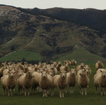 Woolly Goodness NZ